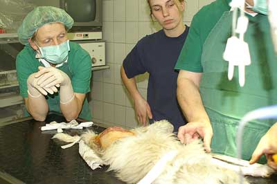 versorgter OP-Bereich